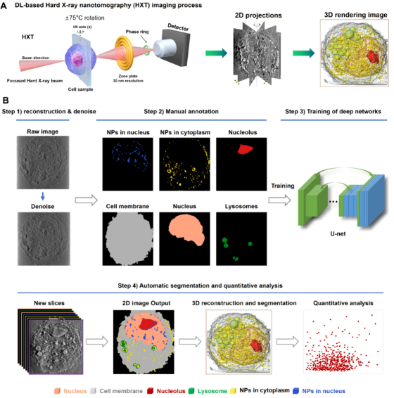人工智能賦能納米分辨CT表征技術，驅動新型納米藥物與細胞技術研發新紀元